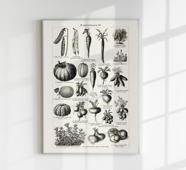 Antique Vegetable Chart III Poster – Fine Art Print Botany UV-resistant