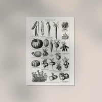 Antique Vegetable Chart III Poster – Fine Art Print Botany UV-resistant — Ansicht 2
