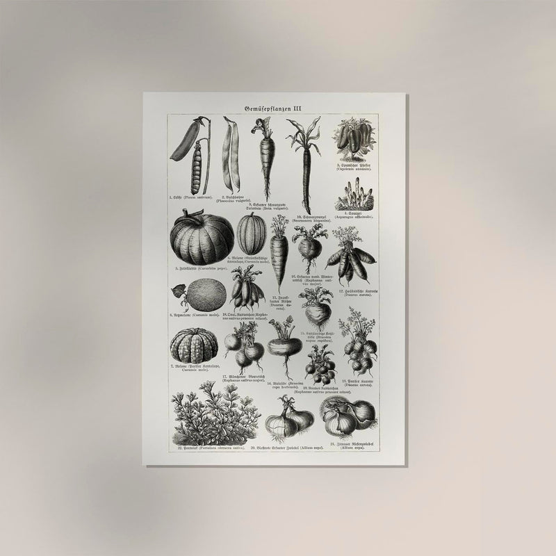 Antique Vegetable Chart III Poster – Fine Art Print Botany UV-resistant — Ansicht 2