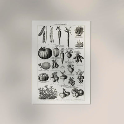 Antique Vegetable Chart III Poster – Fine Art Print Botany UV-resistant