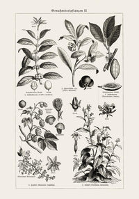 Antique Plant Seeds Poster – Fine Art Print | Vintage Botanical | UV-resistant — Ansicht 3