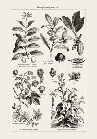 Antique Plant Seeds Poster – Fine Art Print | Vintage Botanical | UV‑resistent