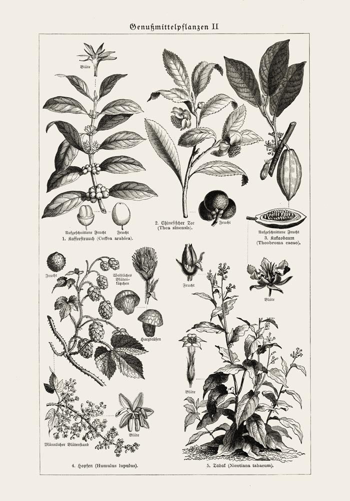 Antique Plant Seeds Poster – Fine Art Print | Vintage Botanical | UV-resistant — Ansicht 3