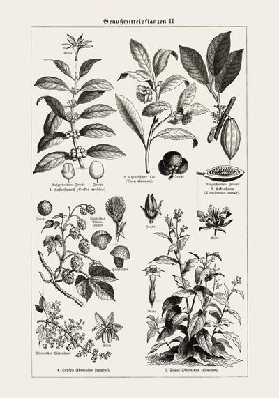 Antique Plant Seeds Poster – Fine Art Print | Vintage Botanical | UV-resistant