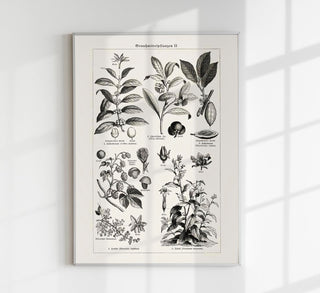 Antique Plant Seeds Poster – Fine Art Print | Vintage Botanical | UV‑resistent
