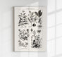 Antique Plant Seeds Poster – Fine Art Print | Vintage Botanical | UV-resistant