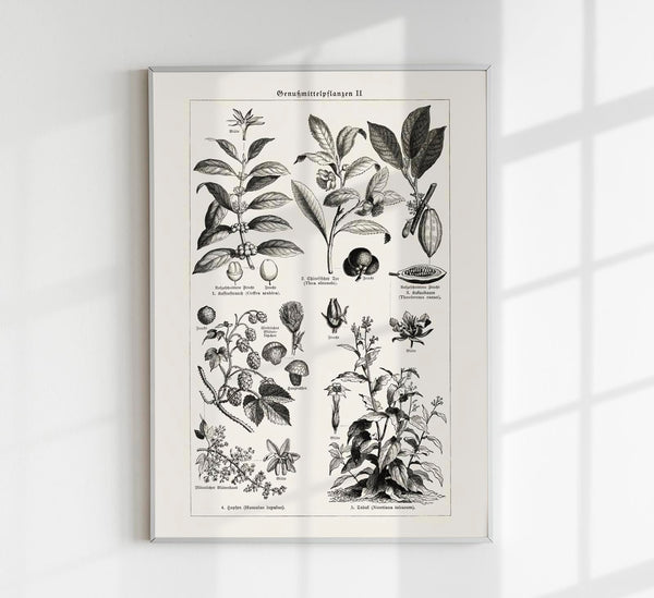 Antique Plant Seeds Poster – Fine Art Print | Vintage Botanical | UV-resistant