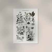 Antique Plant Seeds Poster – Fine Art Print | Vintage Botanical | UV-resistant — Ansicht 2