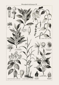 Antique Plant Seeds I Poster – Fine Art Print | Vintage Botanical | UV-Resistant — Ansicht 3