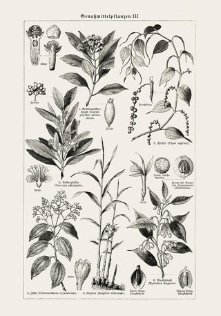Antique Plant Seeds I Poster – Fine Art Print | Vintage Botanical | UV‑resistent