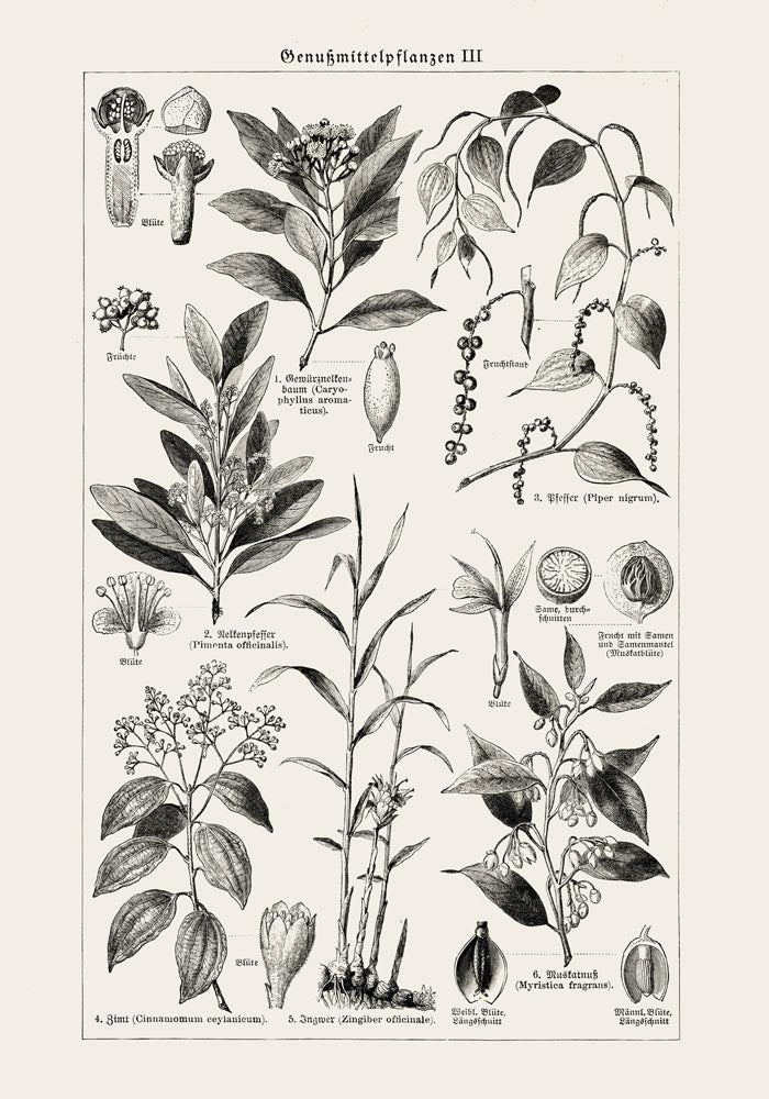 Antique Plant Seeds I Poster – Fine Art Print | Vintage Botanical | UV-Resistant — Ansicht 3