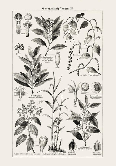 Antique Plant Seeds I Poster – Fine Art Print | Vintage Botanical | UV-Resistant