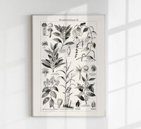 Antique Plant Seeds I Poster – Fine Art Print | Vintage Botanical | UV-Resistant — Ansicht 1