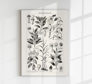 Antique Plant Seeds I Poster – Fine Art Print | Vintage Botanical | UV‑resistent