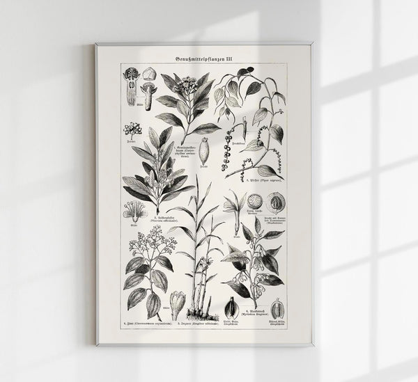 Antique Plant Seeds I Poster – Fine Art Print | Vintage Botanical | UV-Resistant