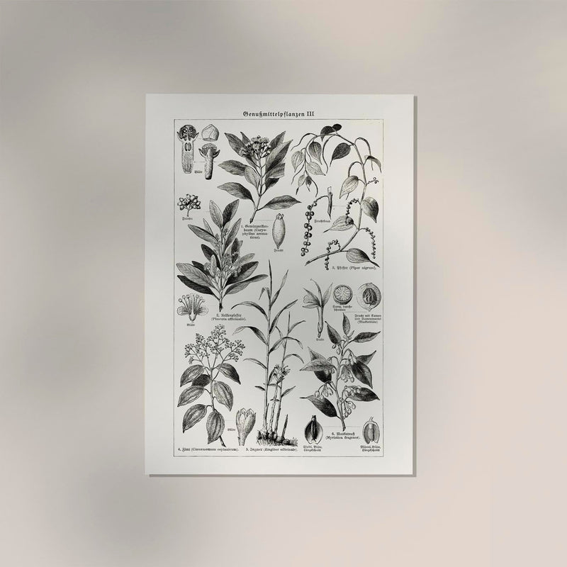 Antique Plant Seeds I Poster – Fine Art Print | Vintage Botanical | UV-Resistant — Ansicht 2