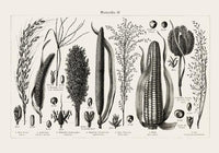 Antique Corn Plant Poster – Fine Art Print Vintage Botanical UV-resistant — Ansicht 3