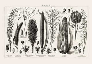 Antique Corn Plant Poster – Fine Art Print | Vintage Botanical | UV‑resistent