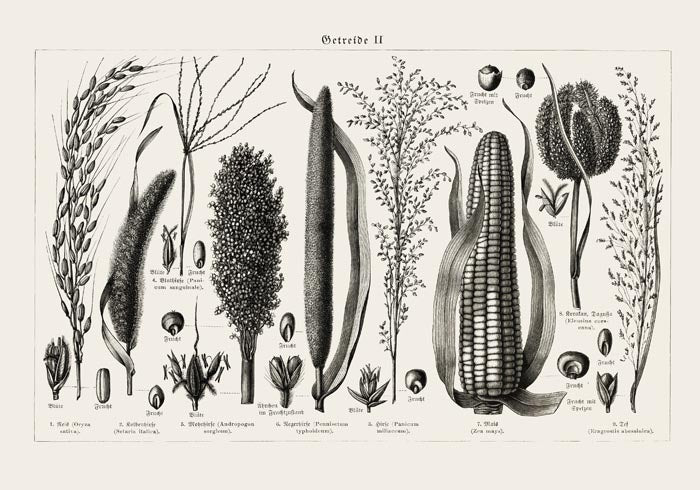 Antique Corn Plant Poster – Fine Art Print Vintage Botanical UV-resistant — Ansicht 3