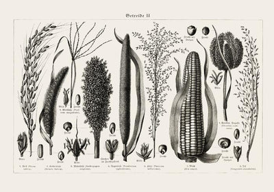 Antique Corn Plant Poster – Fine Art Print Vintage Botanical UV-resistent
