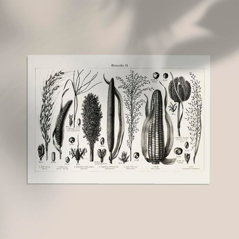 Antique Corn Plant Poster – Fine Art Print Vintage Botanical UV-resistant — Ansicht 2