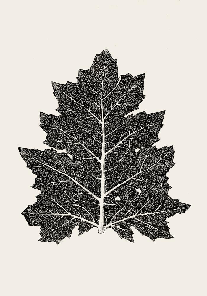 Antique Leaf Poster – Fine Art Print | Vintage Botanical | UV-resistant — Ansicht 3