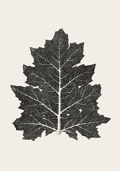 Antique Leaf Poster – Fine Art Print | Vintage Botanical | UV-resistent