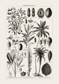 Antique Palm Tree Poster – Fine Art Print | Vintage Botanical | UV-resistant — Ansicht 3