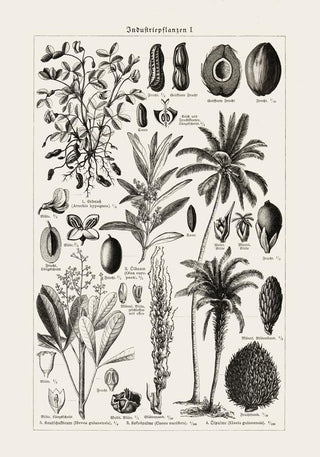 Antique Palm Tree Poster – Fine Art Print | Vintage Botanical | UV‑resistent