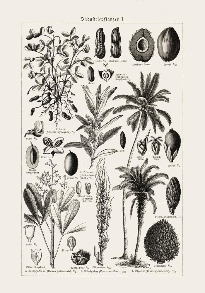 Antique Palm Tree Poster – Fine Art Print | Vintage Botanical | UV-resistant — Ansicht 3
