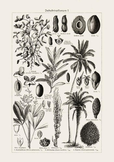 Antique Palm Tree Poster – Fine Art Print | Vintage Botanical | UV-resistant