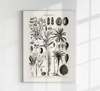 Antique Palm Tree Poster – Fine Art Print | Vintage Botanical | UV-resistant — Ansicht 1