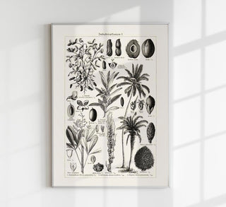 Antique Palm Tree Poster – Fine Art Print | Vintage Botanical | UV‑resistent