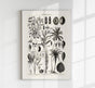 Antique Palm Tree Poster – Fine Art Print | Vintage Botanical | UV-resistant