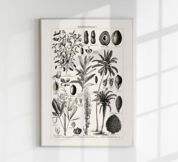 Antique Palm Tree Poster – Fine Art Print | Vintage Botanical | UV-resistant