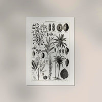 Antique Palm Tree Poster – Fine Art Print | Vintage Botanical | UV-resistant — Ansicht 2