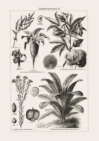 Antique Flowers and Plants Poster – Fine Art Print | Vintage Botanical | UV-resistant — Ansicht 3