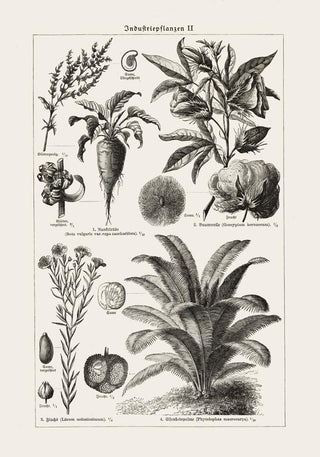 Antique Flowers and Plants Poster – Fine Art Print | Vintage Botanical | UV‑resistent