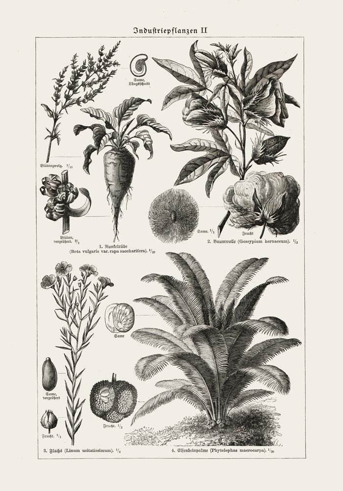 Antique Flowers and Plants Poster – Fine Art Print | Vintage Botanical | UV-resistant — Ansicht 3