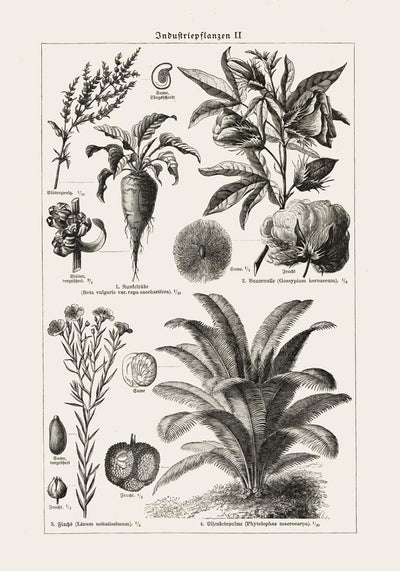 Antique Flowers and Plants Poster – Fine Art Print | Vintage Botanical | UV-resistent