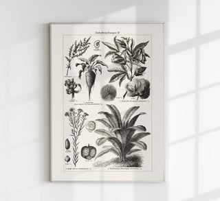 Antique Flowers and Plants Poster – Fine Art Print | Vintage Botanical | UV‑resistent