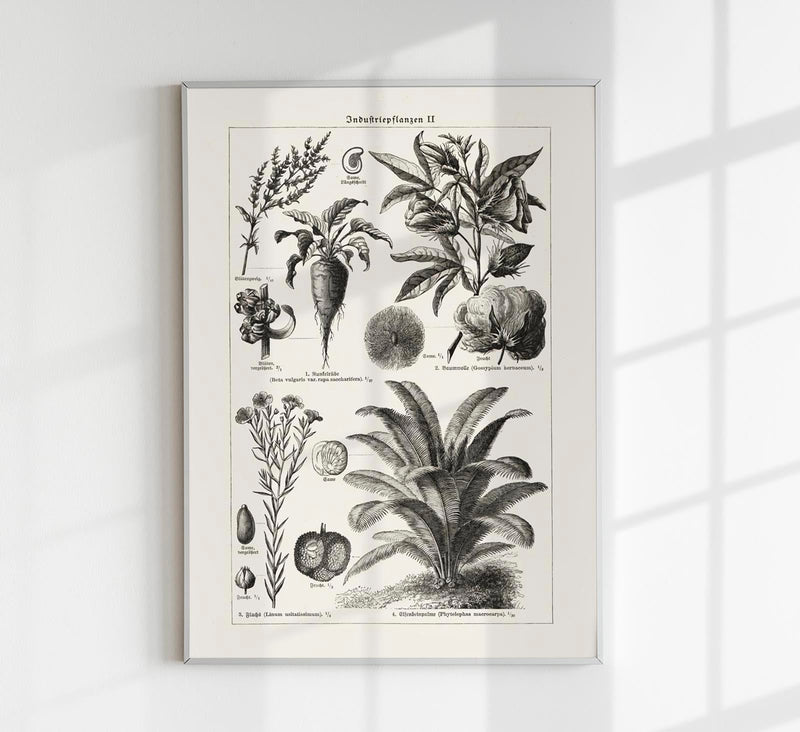 Antique Flowers and Plants Poster – Fine Art Print | Vintage Botanical | UV-resistant — Patroa Studio