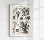 Antique Flowers and Plants Poster – Fine Art Print | Vintage Botanical | UV-resistant