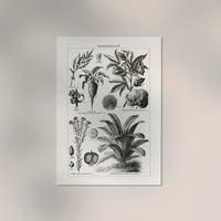 Antique Flowers and Plants Poster – Fine Art Print | Vintage Botanical | UV-resistant — Ansicht 2