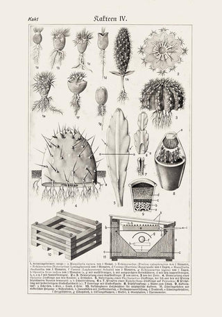 Antique Cactus Plant I Poster – Fine Art Print | UV-beständig | Atelierdruck Berlin