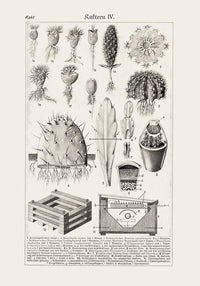 Antique Cactus Plant I Poster – Fine Art Print UV-resistant Studio Print Berlin — Ansicht 3