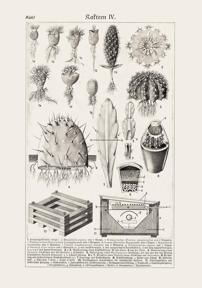 Antique Cactus Plant I Poster – Fine Art Print UV-resistant Studio Print Berlin — Ansicht 3