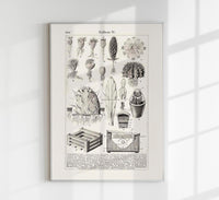 Antique Cactus Plant I Poster – Fine Art Print UV-resistant Studio Print Berlin — Ansicht 1