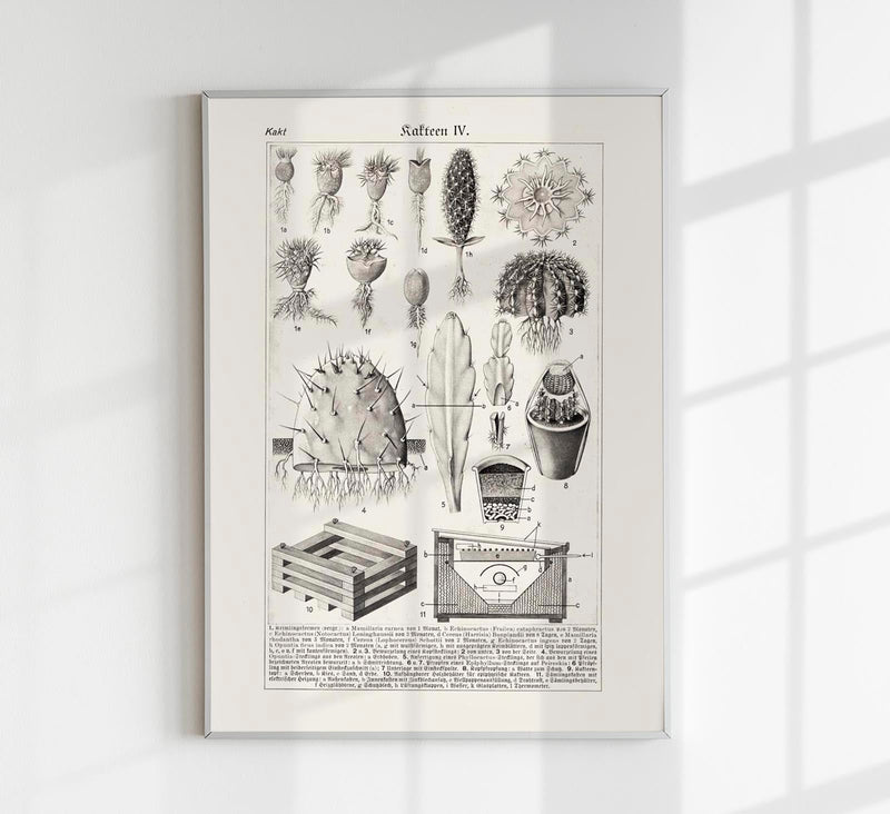 Antique Cactus Plant I Poster – Fine Art Print UV-resistant Studio Print Berlin — Patroa Studio