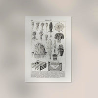Antique Cactus Plant I Poster – Fine Art Print UV-resistant Studio Print Berlin — Ansicht 2